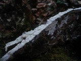 Leptosporomyces roseus image