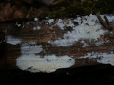 Leptosporomyces roseus image