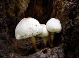 Leucoagaricus americanus image