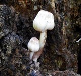 Leucoagaricus americanus image