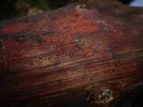 Melanomma sanguinarium image