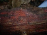 Melanomma sanguinarium image