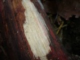 Melanomma sanguinarium image