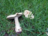 Macrocybe titans image