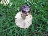 Macrocybe titans image
