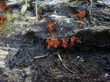 Metatrichia vesparium image