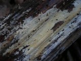 Sistotrema raduloides image