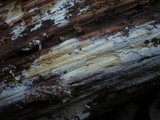 Sistotrema raduloides image