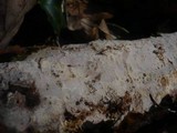 Sistotremastrum niveocremeum image
