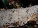 Sistotremastrum niveocremeum image