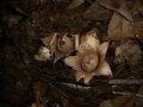 Geastrum triplex image