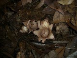 Geastrum triplex image