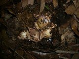 Geastrum triplex image