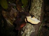 Royoporus badius image