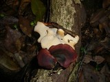 Royoporus badius image