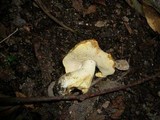 Rubinoboletus caespitosus image