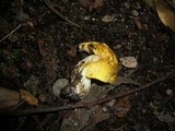 Rubinoboletus caespitosus image