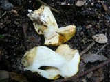 Rubinoboletus caespitosus image