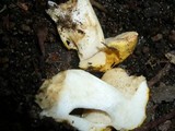 Rubinoboletus caespitosus image