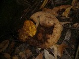 Rubinoboletus caespitosus image