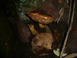 Rubinoboletus caespitosus image