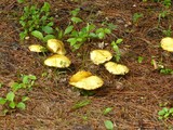 Suillus americanus image