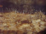 Tubulicrinis sororius image