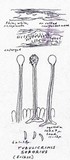 Tubulicrinis sororius image
