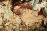 Tubulicrinis gracillimus image