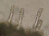 Tubulicrinis gracillimus image