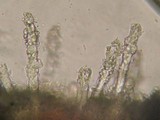 Tubulicrinis gracillimus image