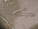 Tubulicrinis gracillimus image