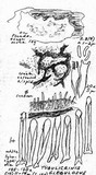 Tubulicrinis gracillimus image