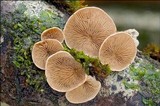 Tectella patellaris image