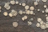 Tapesia fusca image