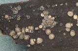 Tapesia fusca image