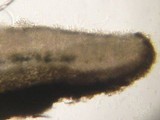 Tapesia fusca image