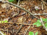 Clavariadelphus ligula image