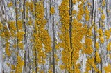 Xanthoria weberi image