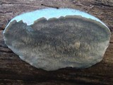 Postia caesia image