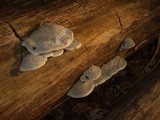 Postia caesia image