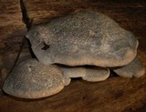 Postia caesia image