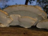 Postia caesia image