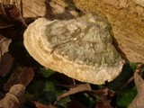 Postia caesia image