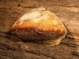 Postia caesia image