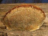 Postia caesia image