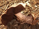 Agaricus pequinii image