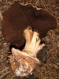 Agaricus pequinii image