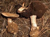 Agaricus pequinii image