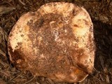 Agaricus pequinii image